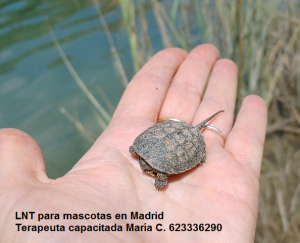 tratamiento energético para animales LNT para mascotas en Madrid